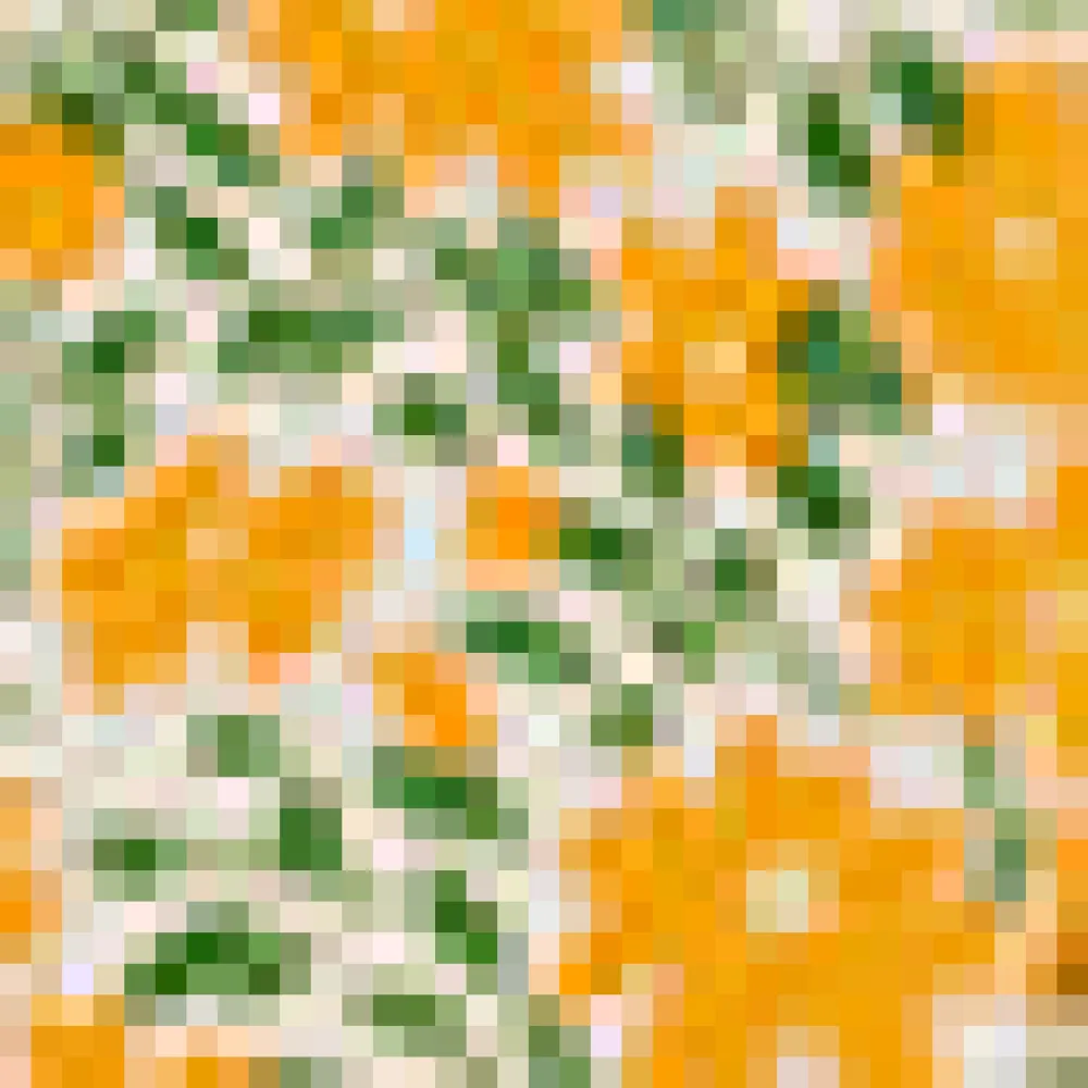 Garden Glamour Sleeveless Shift Dress Orange Blossom Outlet