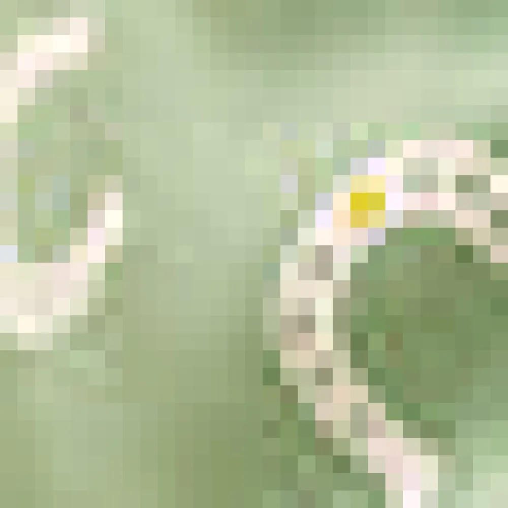 Luck Be a Lady Wrap Dress Green Horseshoe New