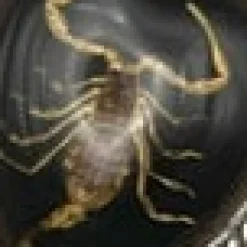 Scorpion Heart Pendant Necklace Black New